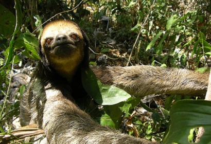 Pale-Throated Three-Toed Sloth (Bradypus tridactylus)© Aurelie Dourdain, UMR Ecofog