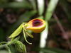 Orchid (Selenipedium palmifolium), © Aurelie Dourdain, UMR Ecofog