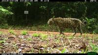 Jaguar (Panthera onca), © Cecile Hansen, UMR Ecofog