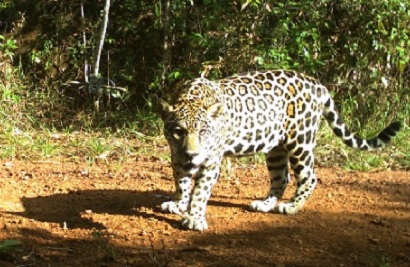 Jaguar in Paracou