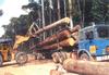 The load of timber on logging truck
